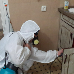 Дезинфекция от муравьев в квартире Площадь Восстания метро Спб